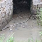 [사설] 아무도 모른 탈북민 재입북…군경 왜 이러나