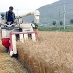 [사설]기대되는 대부도 ‘우리밀 익는 국수마을’사업