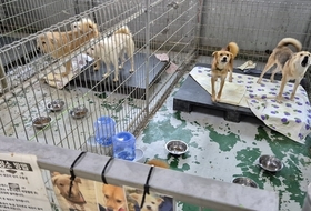 물가 인상 반영 안된 인천 유기동물 지원 예산… 유기동물보호소 운영 위기