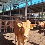 경기도 축산농가 재해 대비해 279억 투입해 전선 교체 등 지원