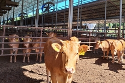 경기도 축산농가 재해 대비해 279억 투입해 전선 교체 등 지원