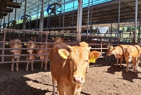 경기도 축산농가 재해 대비해 279억 투입해 전선 교체 등 지원