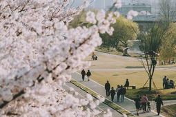 [현장에서]'봄바람에 흩날리는 분홍빛 향연… 오산천 벚꽃축제 '인산인해'