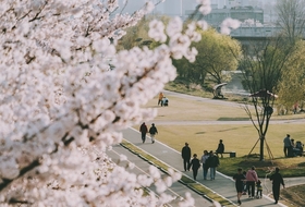 [현장에서]'봄바람에 흩날리는 분홍빛 향연… 오산천 벚꽃축제 '인산인해'