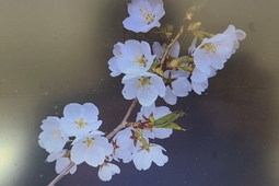 이제야 벚꽃 만개한 이곳...국립DMZ자생식물원