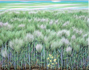 2006-7, 보라빛 바람결-유채꽃 크기- 50F (116.7X91.0) 재료- 순지5배접, 암채