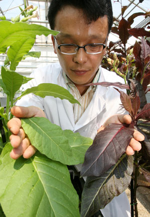 24일 오전 수원 농촌진흥청 농업생명공학연구원에서 연구원 이시명 연구사가 유전형질 전환 방법으로 개발한 천연 안토시아닌 색소 함유 보라색 담배(오른쪽)와 일반 담배를 비교해보고 있다. /연합뉴스