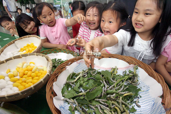 27일 수원 농촌진흥청 농업과학관 특별전시장에서 열린 ‘누에와 곤충’ 체험학습장에서 어린이 관람객들이 올해 새로 육성한 레몬 무늬 누에와 검정 호랑 줄무늬 누에를 신기한 표정을 지우며 살펴보고 있다./노경신기자 mono316@
