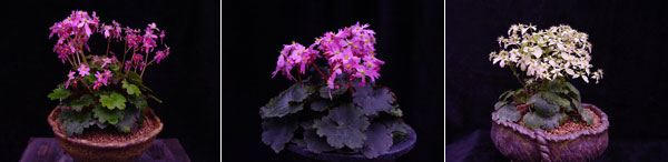 폭스스타 스타플라워 크리스탈