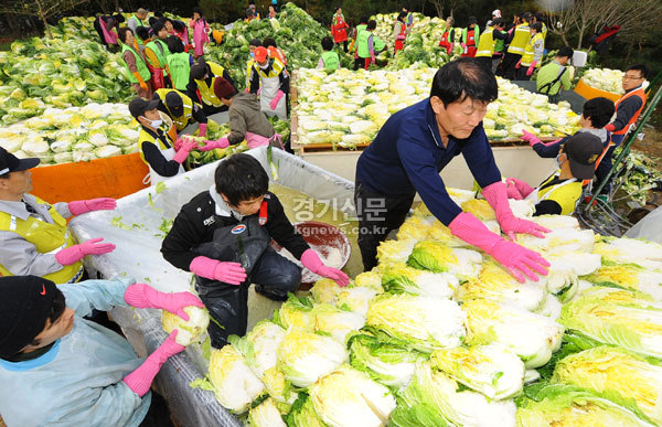  4일 오후 안산시 상록구 부곡동 자연학습장에서 ‘사할린동포 사랑의 김장 담그기 행사’가 열렸다. 안산지역 21개 자원봉사단체 회원들이 안산 영주귀국 사할린 동포를 위해 정성스럽게 배추를 절이고 있다. 이번에 담은 1만 2천포기 김장은 시립노인요양원, 안산평화의집, 부곡종합사회복지관 등 복지지설에도  나눠 주게 된다.