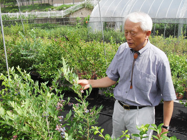 수원시 당수동 블루베리 농장에서 2년생 묘목을 가리키며 블루베리의 우수성을 설명하는 이병일 교수.
