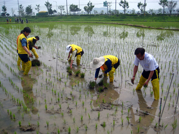 포천시 선단동 주민자치위원회는 지난 2일 국도 43호선 인근 논에서 논위의 캔버스 유색벼 사업을 실시했다.