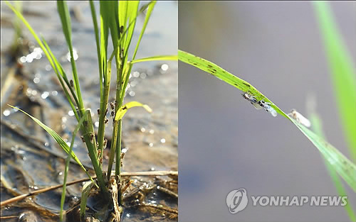 충남 서해안 벼 애멸구 '비상'