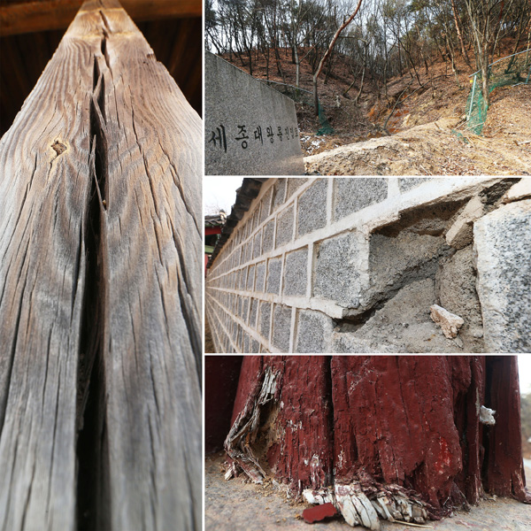 유네스코 세계문화유산으로 등재된 여주 세종·효종대왕릉이 문화재 당국의 관리 소홀로 심한 몸살을 앓고 있다. (시계방향으로)세종대왕릉 재실 입구 나무 기둥이 갈라져 있는 모습, 지난해 발생한 수해로 인근 펜스가 망가져 능에 멧돼지가 출몰하고 있지만 수리하지 않고 내버려둔 모습, 효종대왕릉 입구 담장이 심하게 균열된 모습, 효종대왕릉 정자각 뒤편 좌측 나무기둥이 심하게 부식되고 갈라진 모습./오승현기자 osh@
