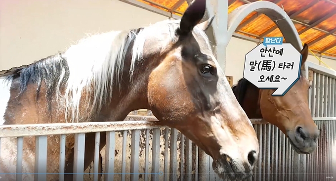 베르아델 승마클럽에서의 짜릿한 승마체험 "안산에 말타러 오세요"
