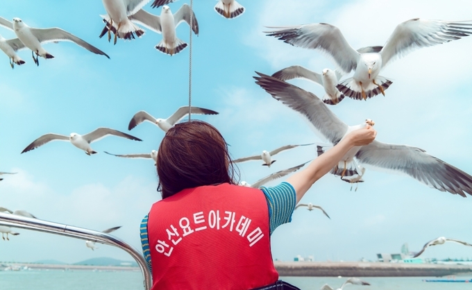 안산요트아카데미 요트체험, '새우깡 갈매기'와의 조우
