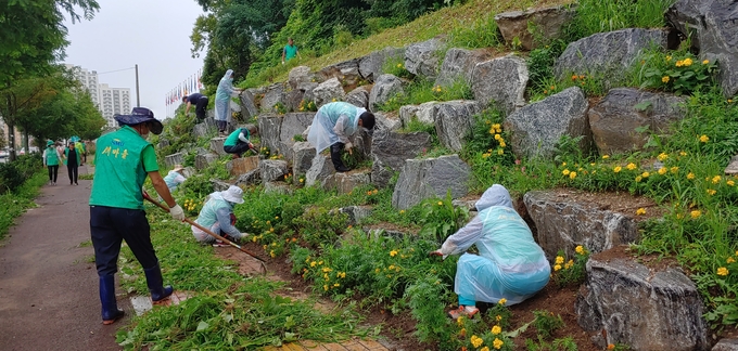 사진=오산시는 자연생태복원 전문가와 새마을지도자협의회의 협업으로 지난28일 생태교란식물제거작업을 추진했다./ 오산시 제공