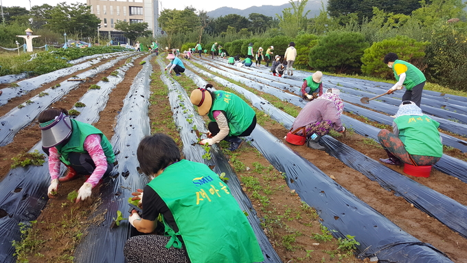 과천시새마을회(회장 장종근)가 배추 모종 2,000개를 심고 있다.