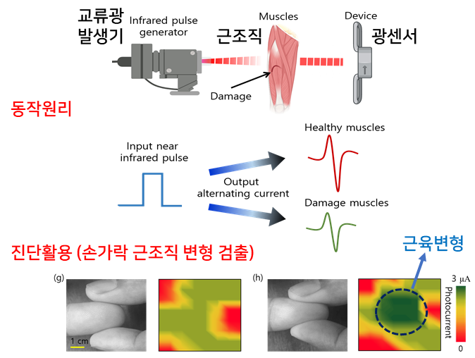 (상) 근적외선 광센서의 동작 원리.<br>
(중) 교류 광 검출 신호에 따른 출력 신호.<br>
(하) 실제 손가락 근육 변경을 스캔 방식으로 이미징한 결과.(사진=아주대학교 제공)