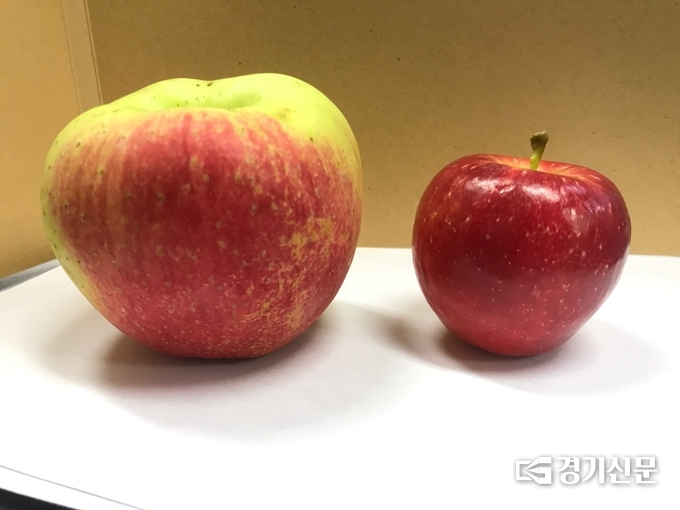 일반적으로 많이 재배하는 홍옥사과와 '루비에스' 품종 사과(오른쪽)의 크기와 색깔 비교 / 포천시 제공
