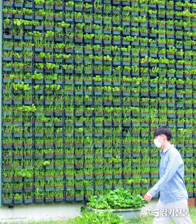 수원에 설치되어 있는 다양한 형태의 그린커튼. ( 사진 = 노경신기자)