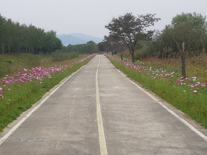 광주 팔당물안개공원 둘레길에 조성된 코스모스가 만개했다. (사진=광주시 제공)