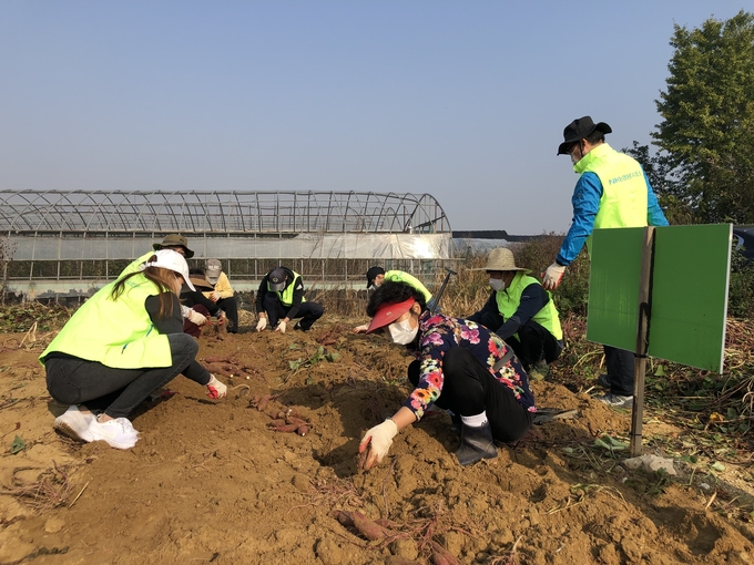 농협 시흥시지부가 농가주부모임 공동소득사업장에서 고구마 수확 농촌 일손돕기를 실시했다. (사진=농협 시흥시지부 제공)