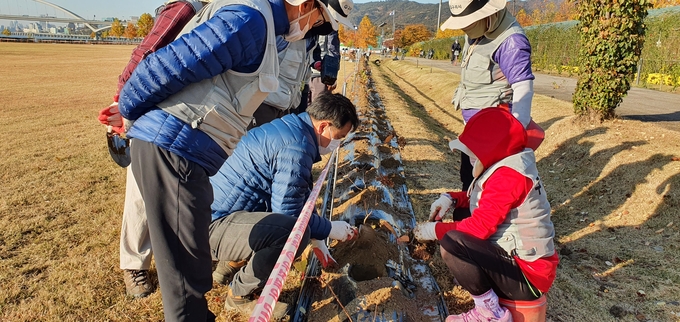 구리시는 지난 11월 2일~11월 3일까지 구리한강시민공원에 대림묘목(대표 김정범)으로부터 기증 받은 수국 1800본을 식재했다. (사진=구리시 제공)