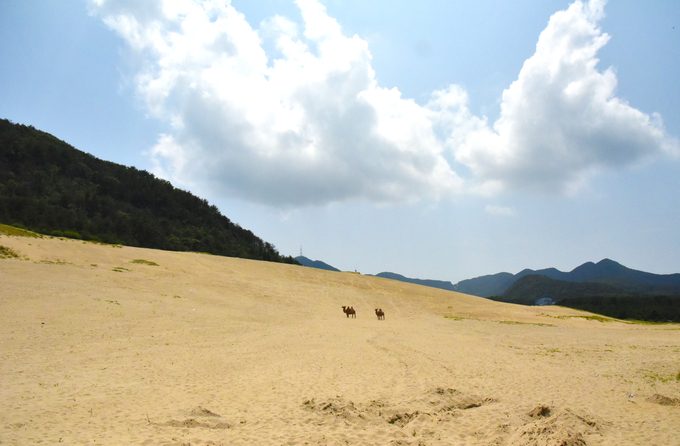 옥죽동 사구.