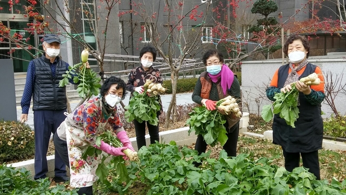구리시 갈매스타힐스아파트 단지 내 아파트 텃밭에서 수확하고 있다.(사진=구리시 제공)
