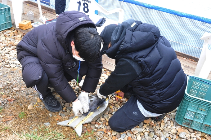 대회 스태프가 '히트'를 외친 참가자에게 달려가 낚은 고기의 크기를 재고 있다.