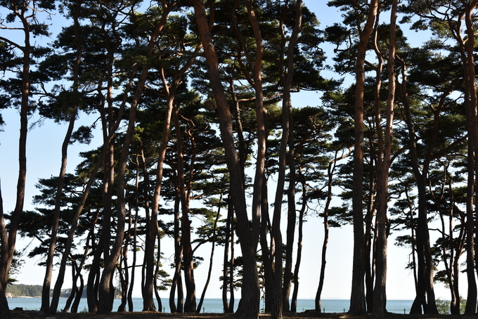 서포리해수욕장 뒷편 소나무숲.