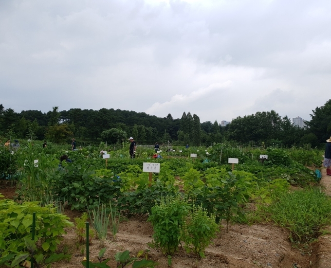 화성시가 오산동에 마련한 ‘시민행복텃밭’. (사진=화성시농업기술센터 제공)