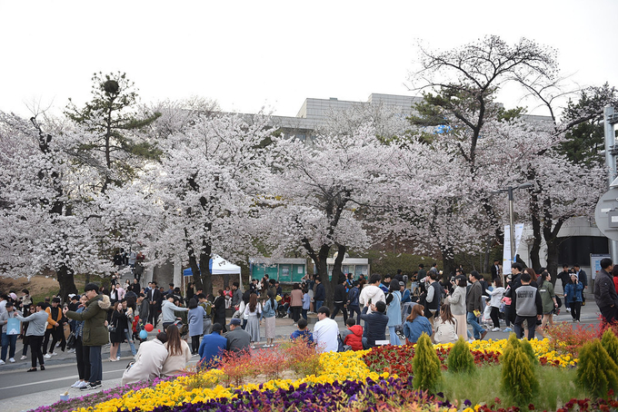 2019년 경기도청 봄꽃축제 모습 (사진= 경기도 제공)