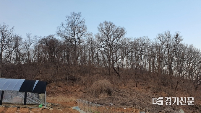 시흥시 무지내동 집단 투기 의혹 임야. (사진=김기현 기자)