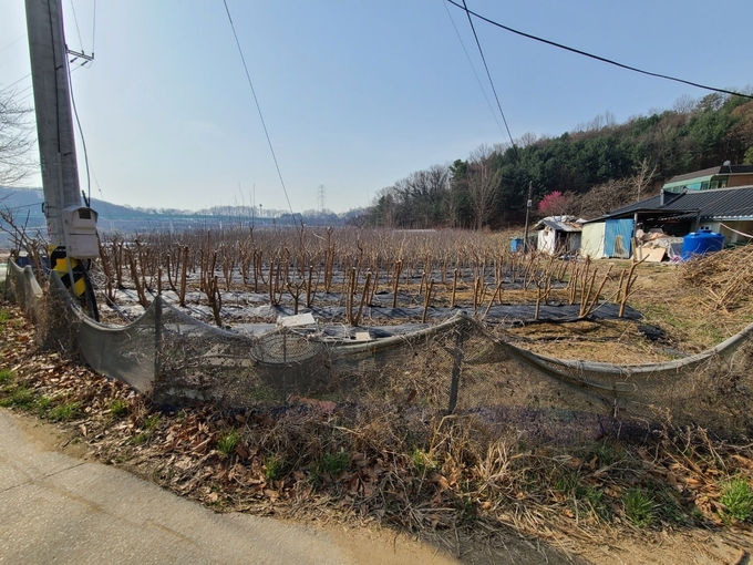 문제가 되고 있는 토지. 군포시 둔대동 149-1번지와 3번지. (사진=장순철 기자)