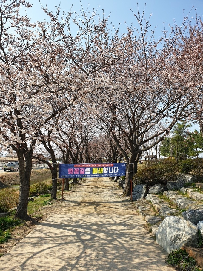 시흥시 갯골생태공원 벚꽃길. (사진=시흥시 제공)