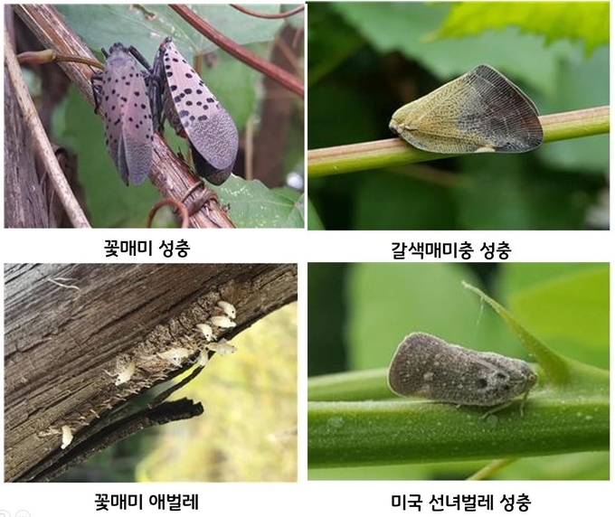 (사진=경기도농업기술원)