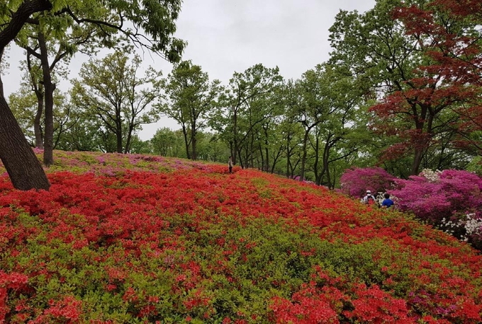 주민들이 힘을 합쳐 조성한 파주 월롱산 철쭉꽃. (사진=파주시 제공)