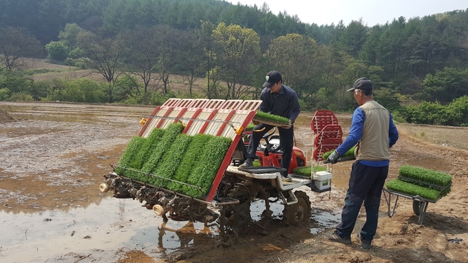 광주시농업기술센터가 농민들을 대상으로 이앙에 따른 논갈이 및 적정 밑거름 시비, 품종별 이앙 적기 홍보등 처리요령 등을 지도하고 있다. (사진=광주시 제공)