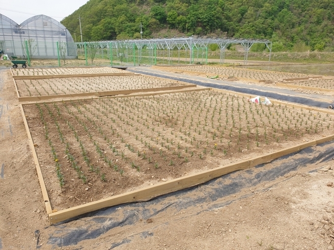파주시가 추진중인 식용꽃 메리골드 육성 시범포. (사진=파주시 제공)