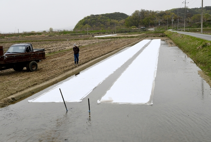 파주 낙하리 마을의 공동 못자리 모습. (사진=파주시 제공)