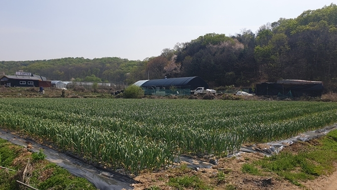 파주시 농가의 마늘 양파 생산 농장 전경. (사진=파주시 제공)