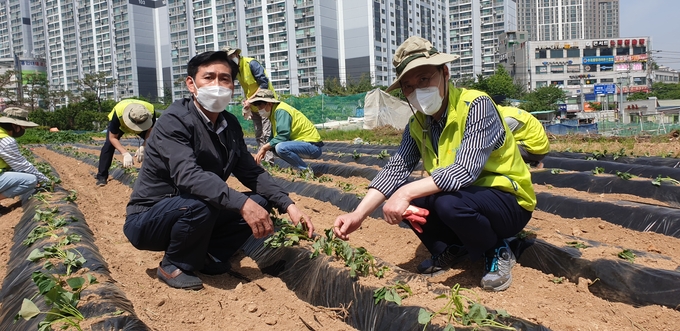 농번기 일손 부족 현장을 지원하고 있는 구성농협 임직원들 (사진=구성농협 제공)