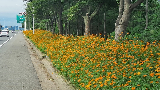 파주 자유로변의 아름다운 꽃 풍경. (사진=파주시 제공)