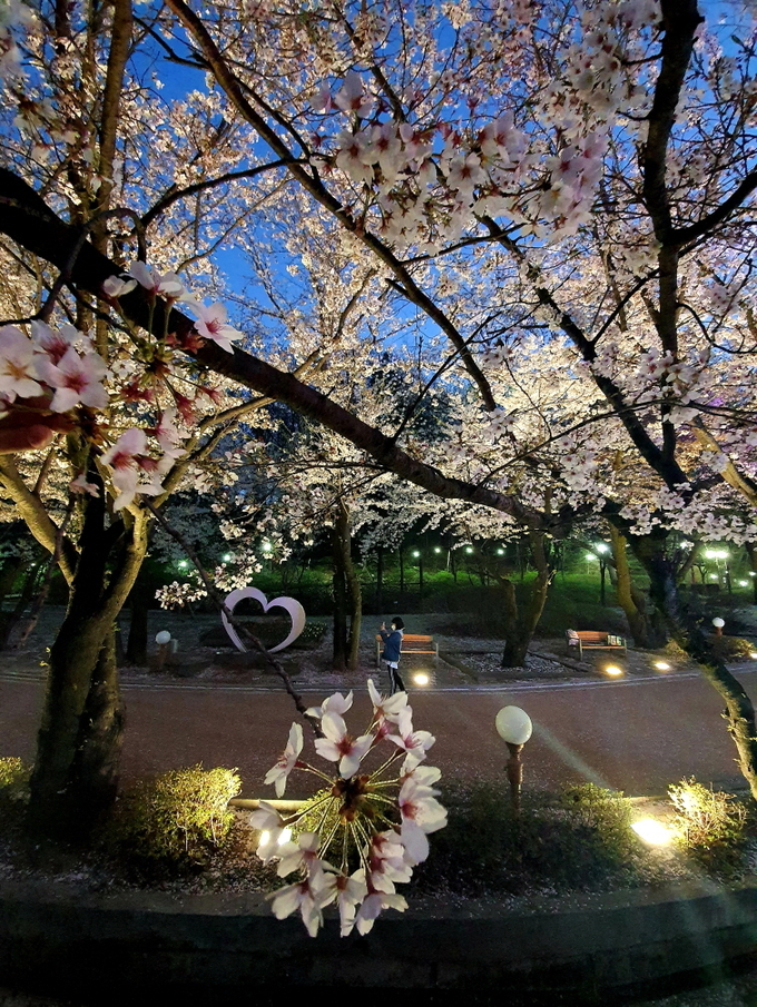 사진부문 최우수작, 예쁜 벚꽃이 함께 있는 자녀의 모습을 담은 담고 ..담아서 ..담자!!(사진= 의왕시 제공)