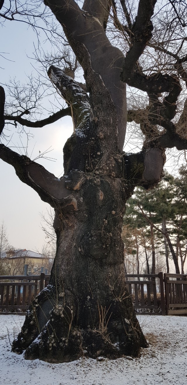 낙생초등학교 앞 어린이놀이터에 있는 500년된 회화나무. 사진=성남학연구소