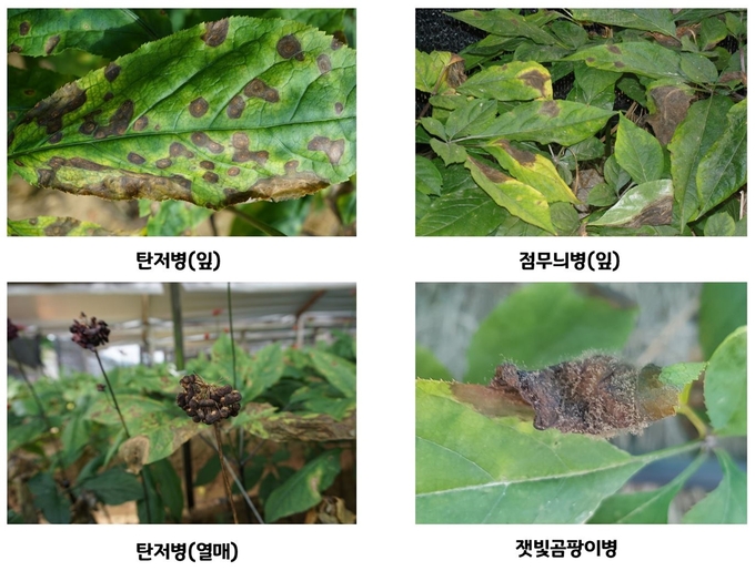 (사진=경기도농업기술원)