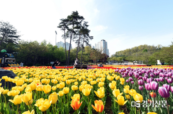 의정부시가 더 푸르고 더 아름다운 의정부 만들기 프로젝트인 'The G&B City 프로젝트' 일환으로 지난해 11월 튤립 4만 본(화분)을 직동근린공원에 심어 튤립정원을 조성했다. 직동공원에는 단색꼿인 아펠톤, 골덴아펠톤, 두 색깔인 타임리스, 신포니에 등 모두 7종의 튤립이 산책을 나온 시민들을 반기고 있다. (사진=의정부시 제공)