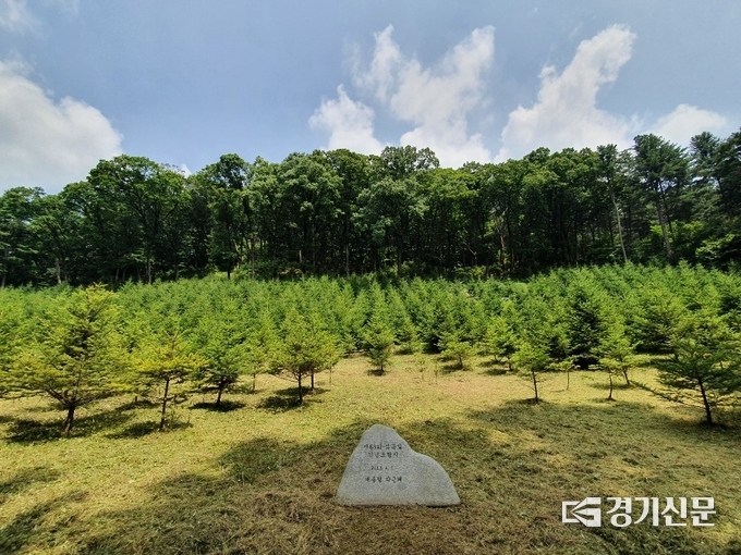 박근혜 전 대통령의 전나무 조림지(2021년 7월 1일 현재 모습) (사진=국립수목원 제공)